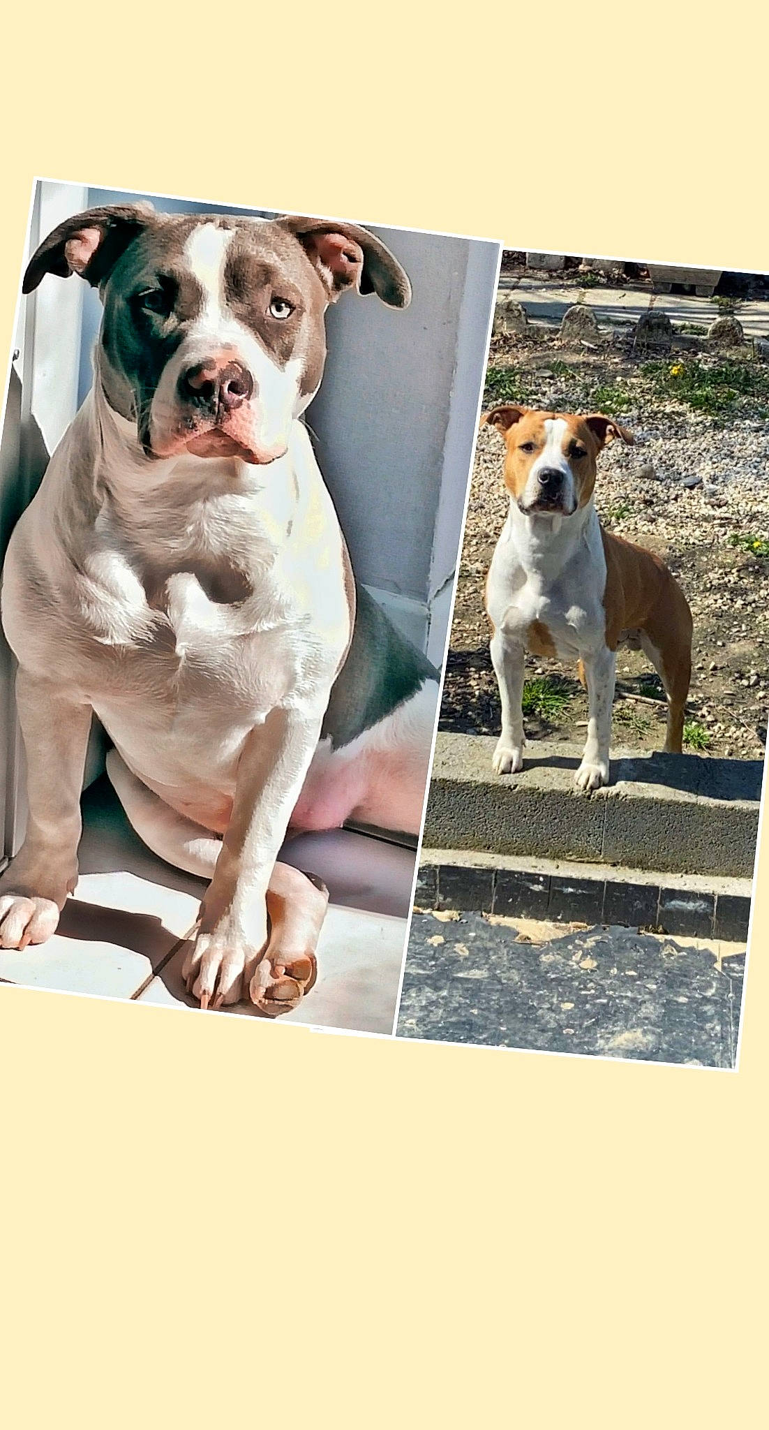 Ruby a rejoint le concours — aidez-le/la à gagner de superbes lots ! ancient_dog_breeds, art, carnivore, collar, companion_dog, dog, dog_breed, dog_collar, fawn, internet_meme, non_sporting_group, paint, pet_supply, photography, plant, rectangle, snout, sporting_group, working_animal, working_dog