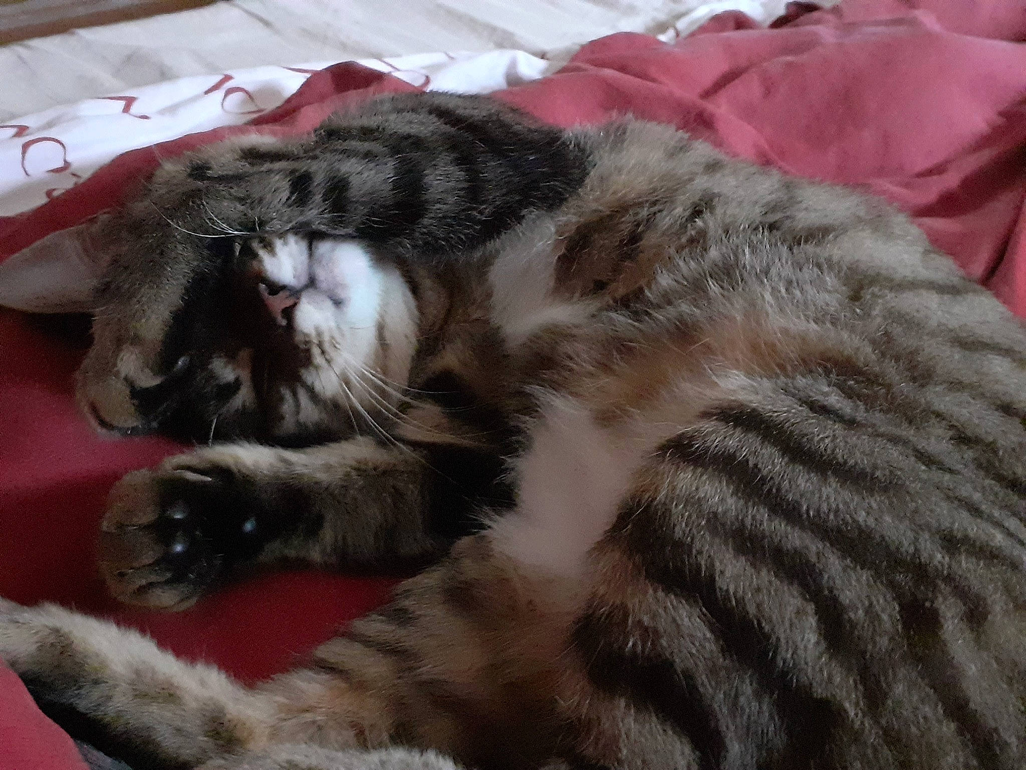 Ravioli participe au concours pour gagner de l'argent avec cette photo : carnivore, cat, claw, comfort, domestic_short_haired_cat, felidae, fur, nap, paw, small_to_medium_sized_cats, snout, tail, terrestrial_animal, whiskers