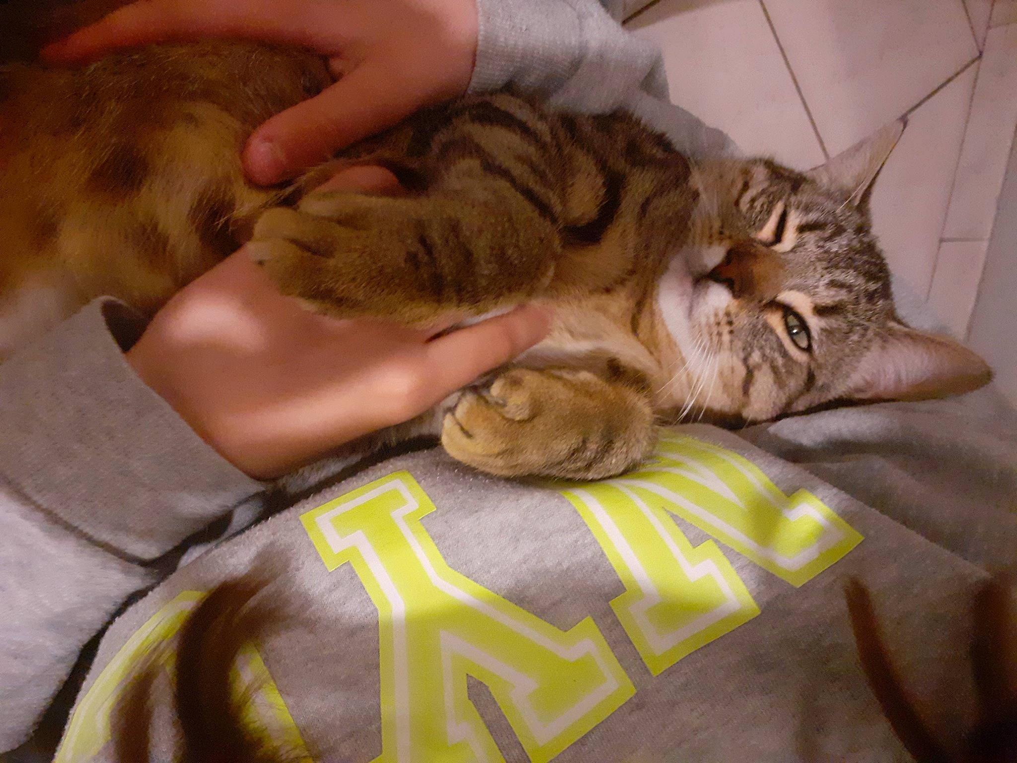 Ravioli participe au concours pour gagner de l'argent avec cette photo : bed, carnivore, cat, claw, comfort, domestic_short_haired_cat, eye, fawn, felidae, fur, gesture, mammal, nail, nap, paw, small_to_medium_sized_cats, snout, vertebrate, whiskers, wrinkle