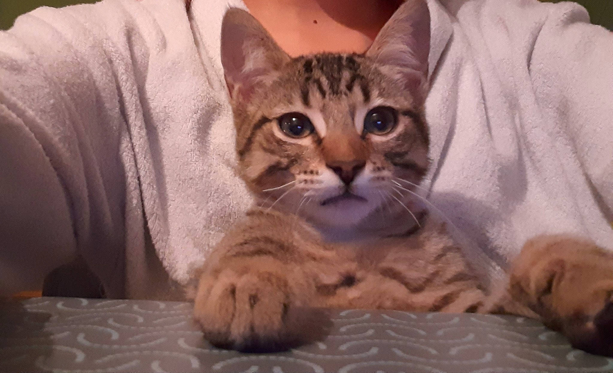 Ravioli participe au concours pour gagner de l'argent avec cette photo : american_shorthair, arabian_mau, asian, australian_mist, bengal, california_spangled, carnivore, cat, domestic_short_haired_cat, dragon_li, european_shorthair, felidae, kitten, mammal, pixie_bob, small_to_medium_sized_cats, snout, tabby_cat, vertebrate, whiskers