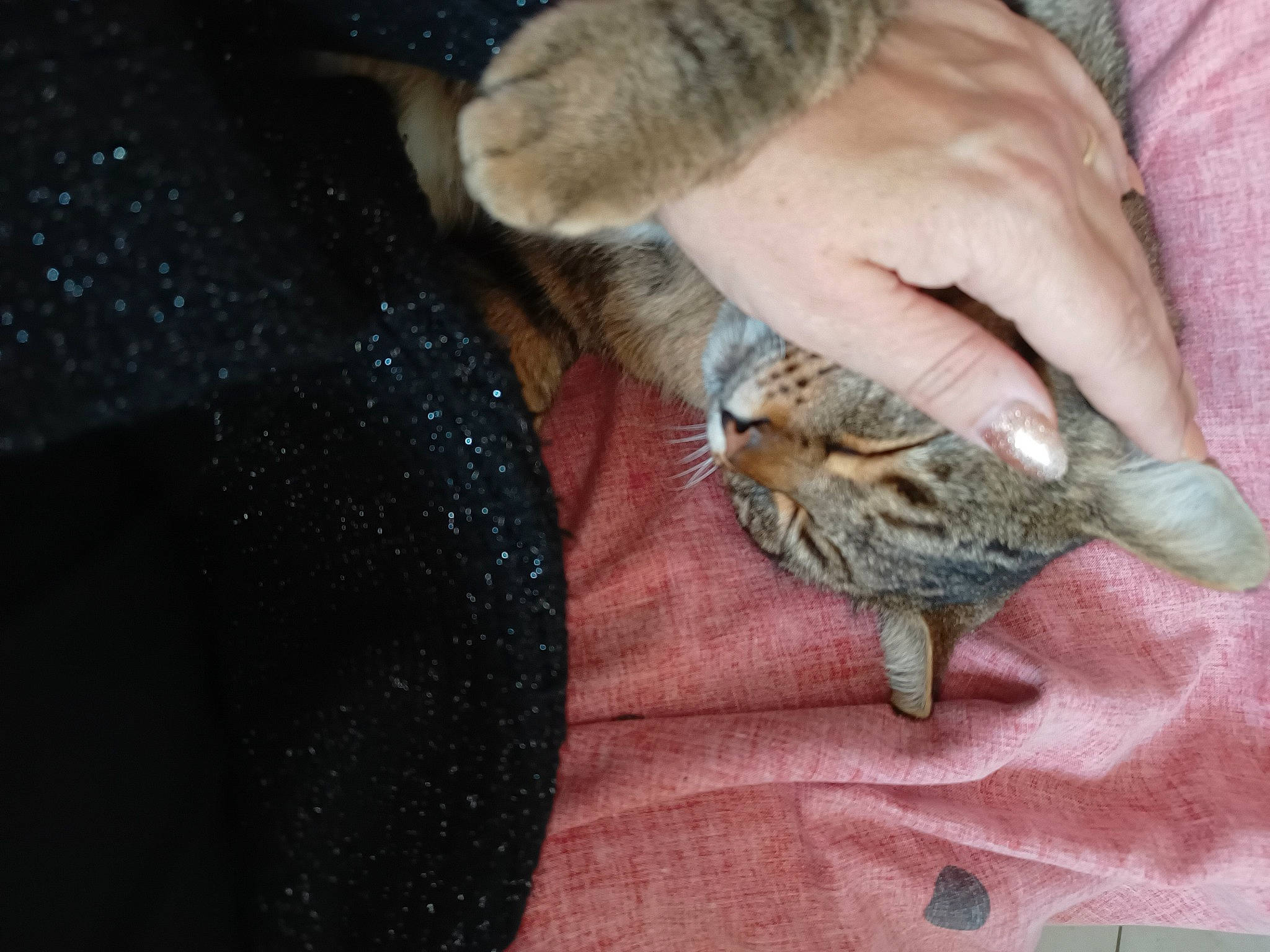 Gros Mimi participe au concours pour gagner de l'argent avec cette photo : carnivore, cat, claw, comfort, domestic_short_haired_cat, fawn, felidae, fur, nail, paw, small_to_medium_sized_cats, terrestrial_animal, whiskers, wildlife, wildlife_biologist