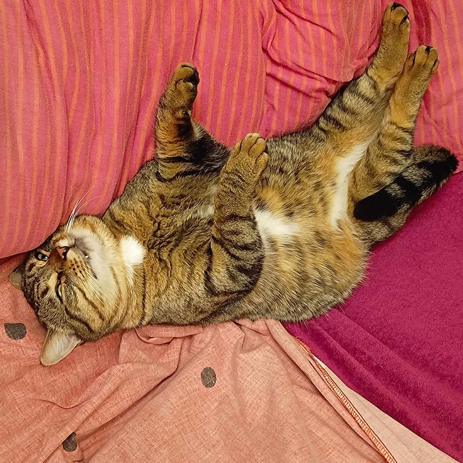 Gros Mimi