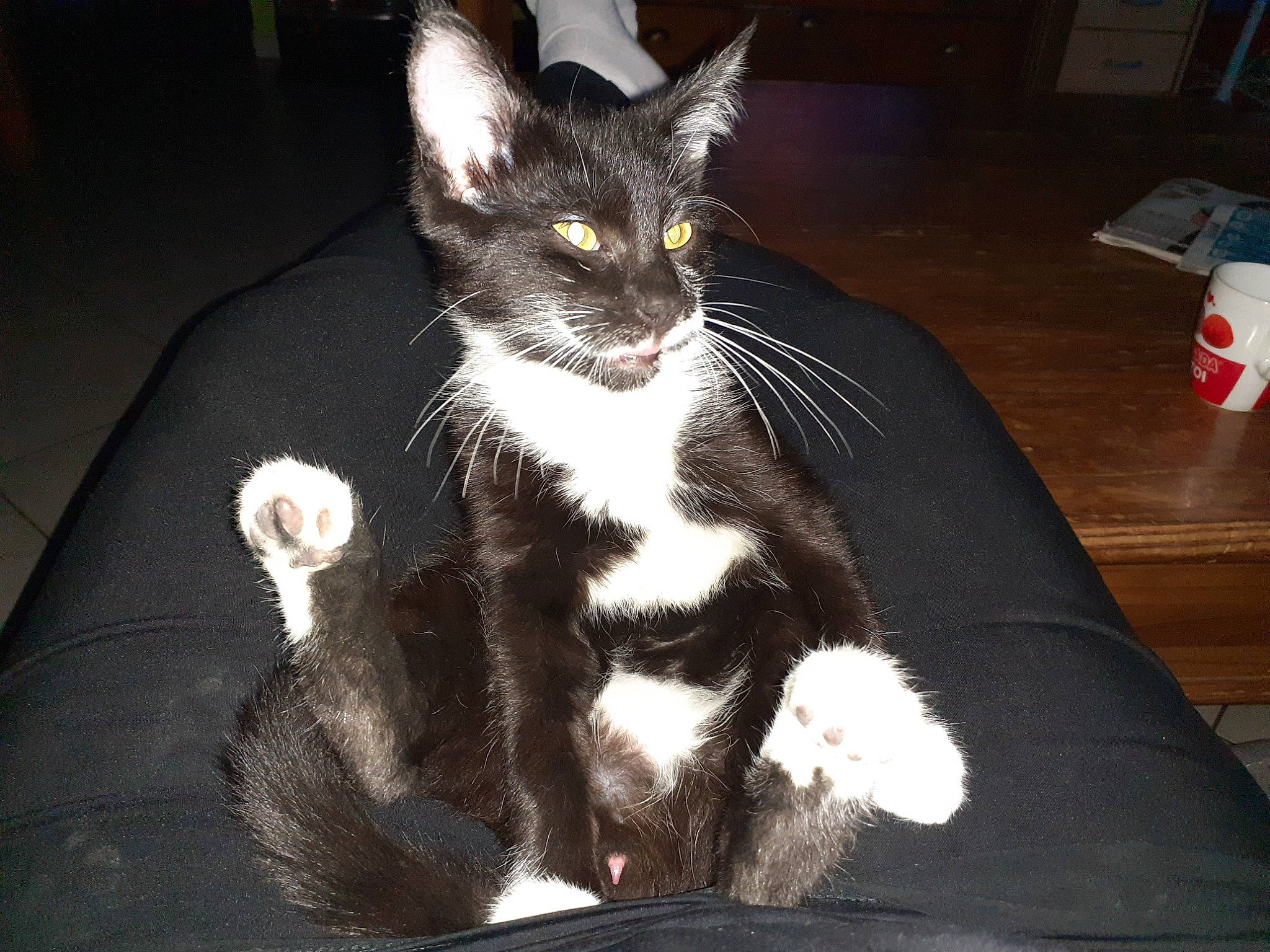 Swiffer participe au concours pour gagner de l'argent avec cette photo : black_cat, carnivore, cat, claw, comfort, domestic_short_haired_cat, eye, felidae, flooring, formal_wear, fur, lap, paw, sitting, small_to_medium_sized_cats, snout, tail, whiskers