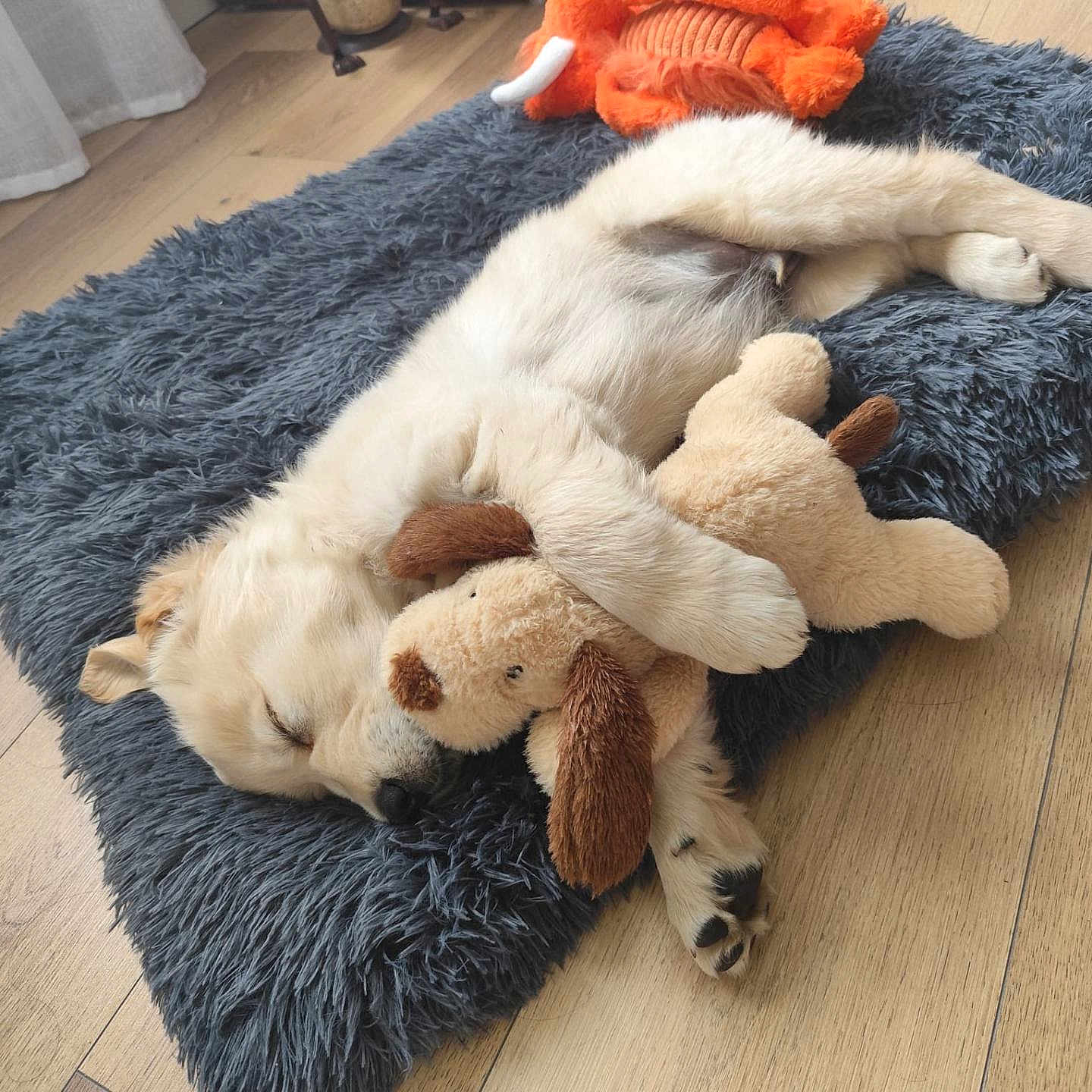 Pactole participe au concours pour gagner de l'argent avec cette photo : animal, canine, cat, cushion, dog, dogbed, goldenretriever, homedecor, hound, kitten, labradorretriever, person, pet, plush, puppy, rug, sleeping, toy, whitedog