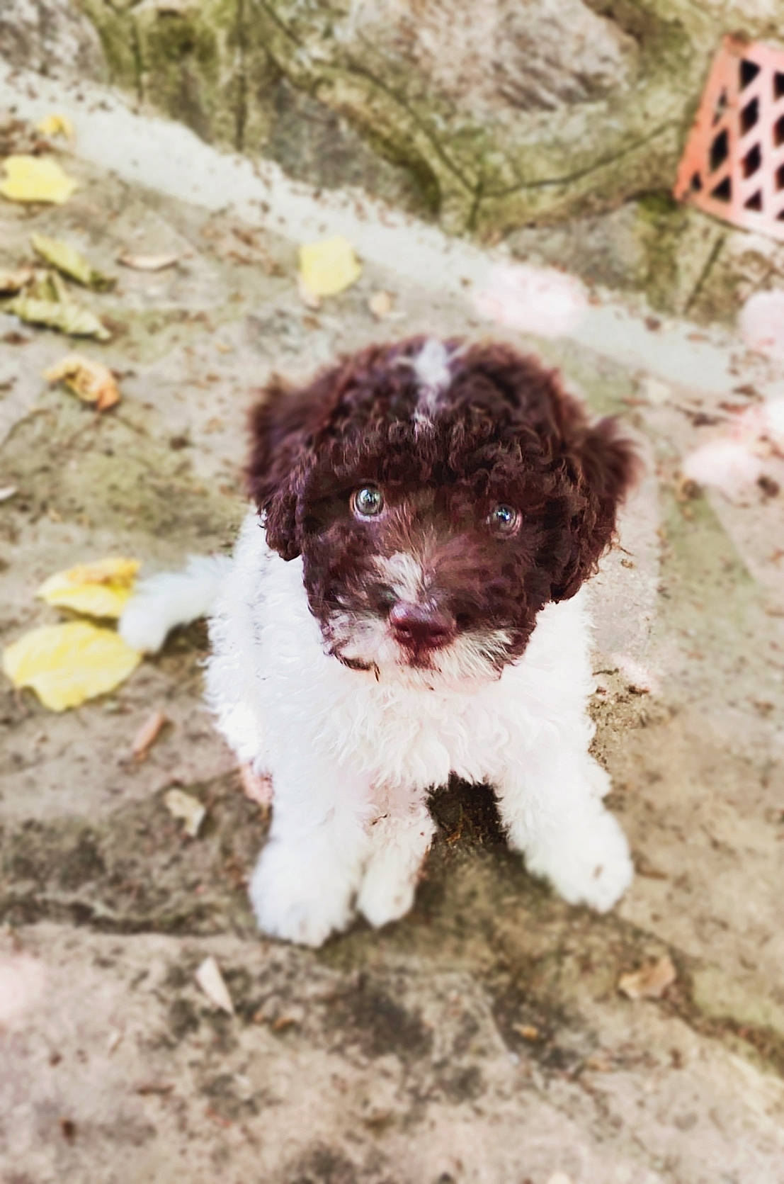 Mochi a rejoint le concours — aidez-le/la à gagner de superbes lots ! art, canidae, carnivore, companion_dog, dog, dog_breed, dog_collar, fur, liver, maltepoo, non_sporting_group, pattern, snout, soil, spaniel, sporting_group, terrier, toy_dog, water_dog, working_animal