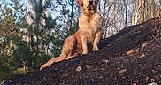 Viva a rejoint le concours — aidez-le/la à gagner de superbes lots ! adventure, animal, brown, canine, daytime, dog, forest, fur, golden_retriever, hill, landscape, muddy, nature, outdoor, pet, sitting, sky, sunlight, trees, wildlife