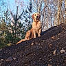 Viva a rejoint le concours — aidez-le/la à gagner de superbes lots ! dog, golden_retriever, outdoor, nature, trees, hill, muddy, animal, pet, forest, sky, sunlight, canine, wildlife, brown, sitting, landscape, daytime, fur, adventure
