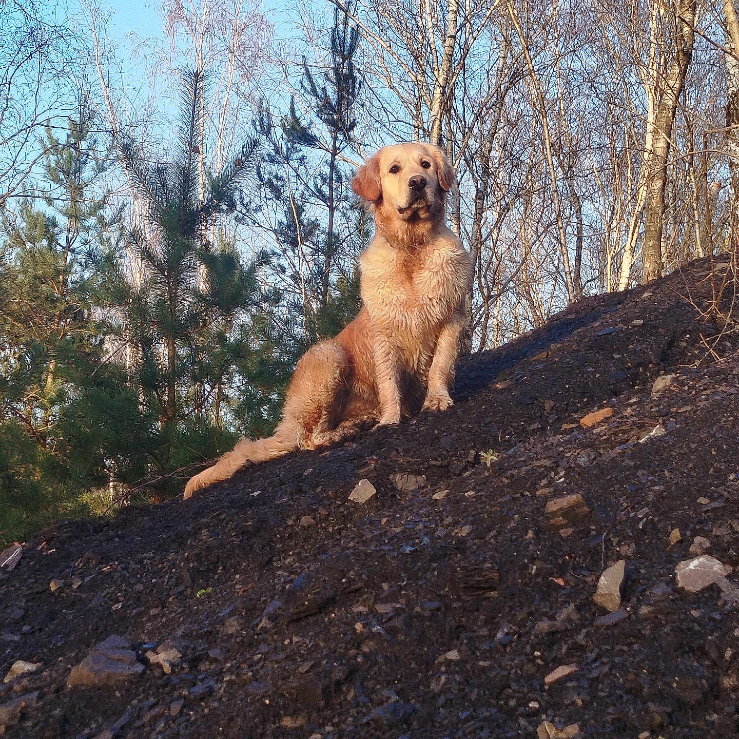 Viva a rejoint le concours — aidez-le/la à gagner de superbes lots ! dog, golden_retriever, outdoor, nature, trees, hill, muddy, animal, pet, forest, sky, sunlight, canine, wildlife, brown, sitting, landscape, daytime, fur, adventure