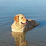 dog, golden_retriever, water, lake, reflection, animal, pet, outdoor, nature, calm, relaxing, mammal, tongue_out, sunlight, summer, riverbank, wildlife, fur, portrait, happy