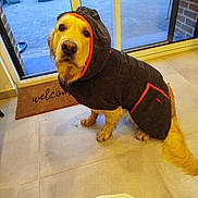 Viva participe au concours pour gagner de l'argent avec cette photo : dog, golden_retriever, pet, hoodie, jacket, indoor, floor, glass_door, welcome_mat, potted_plants, tail, fur, looking_up, cute, canine, domestic_animal, clothing, tile_floor, house, window