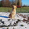 Viva a rejoint le concours — aidez-le/la à gagner de superbes lots ! dog, golden_retriever, snow, outdoor, fence, grass, tree, blue_sky, winter, animal, pet, canine, nature, leafless_trees, sunlight, shadow, field, garden, sitting, calm