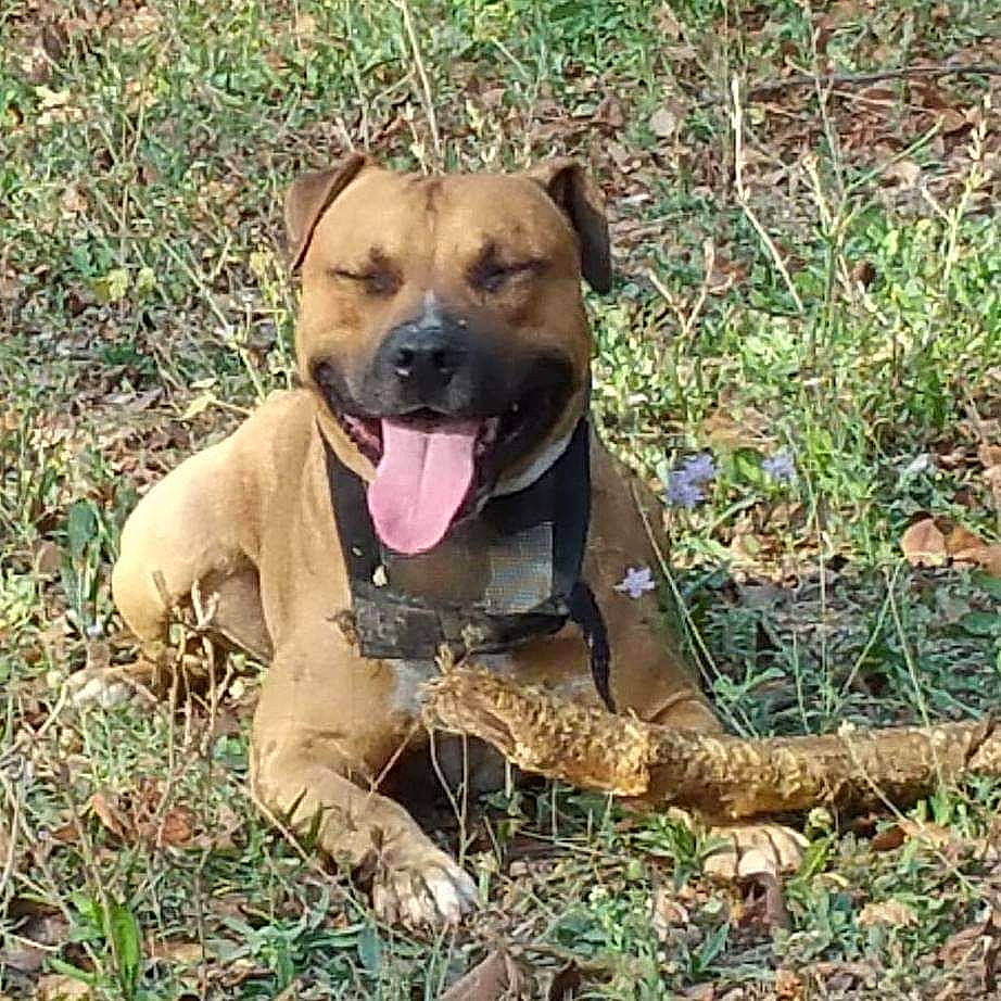 Mako participe au concours pour gagner de l'argent avec cette photo : ancient_dog_breeds, canidae, carnivore, collar, companion_dog, dog, dog_breed, dog_collar, fawn, grass, guard_dog, molosser, ori_pei, paw, plant, snout, sporting_group, terrestrial_animal, working_animal, working_dog