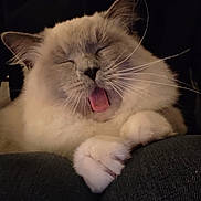 Aika a rejoint le concours — aidez-le/la à gagner de superbes lots ! cat, fluffy_cat, tongue_out, closed_eyes, pet, cute, sleepy, feline, whiskers, paws, indoor, cozy, lap, resting, animal, mammal, domestic_animal, soft_fur, cute_expression, relaxed