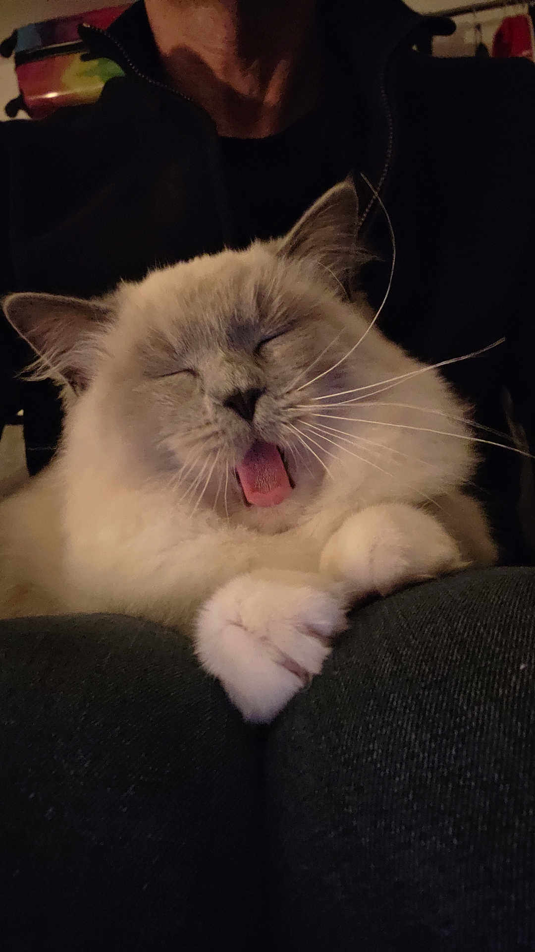 Aika a rejoint le concours — aidez-le/la à gagner de superbes lots ! cat, fluffy_cat, tongue_out, closed_eyes, pet, cute, sleepy, feline, whiskers, paws, indoor, cozy, lap, resting, animal, mammal, domestic_animal, soft_fur, cute_expression, relaxed