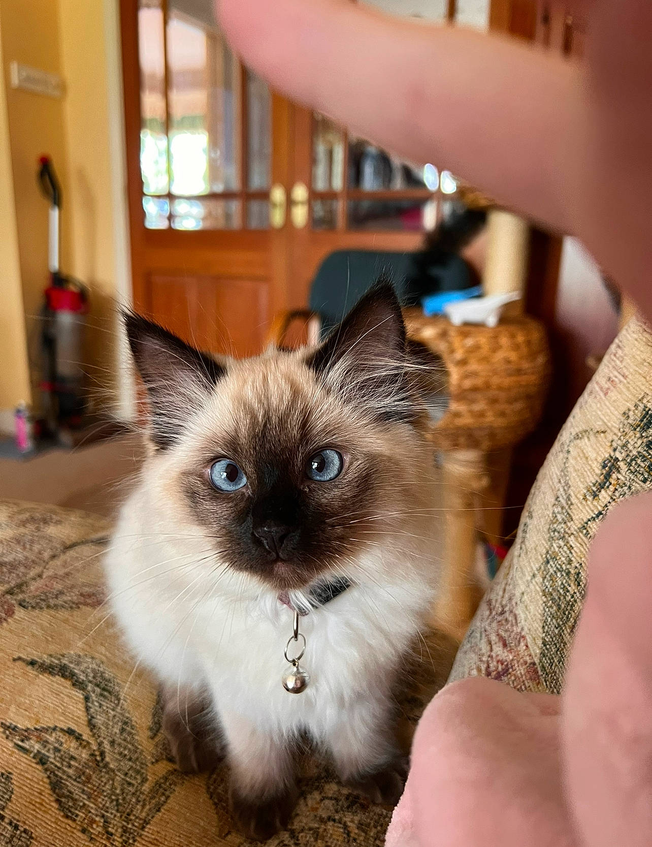 Coco joined the competition — help win amazing prizes! balinese, birman, carnivore, cat, fawn, felidae, flooring, fur, iris, ragdoll, siamese, small_to_medium_sized_cats, snout, thai, tonkinese, whiskers, window