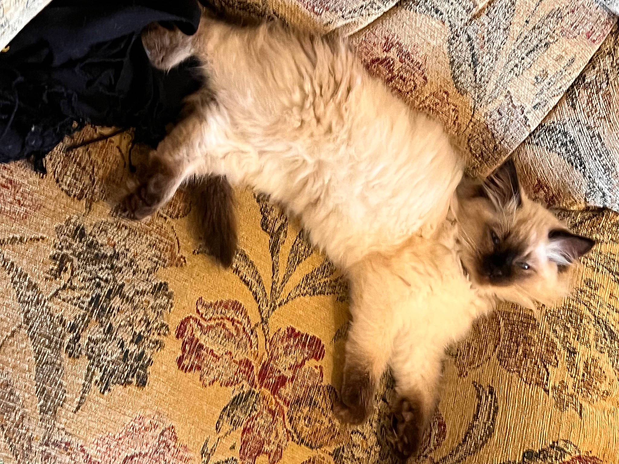 Coco joined the competition — help win amazing prizes! canidae, carnivore, cat, claw, comfort, companion_dog, dog_breed, domestic_short_haired_cat, fawn, felidae, flooring, fur, human_leg, paw, siamese, small_to_medium_sized_cats, tail, terrestrial_animal, whiskers, wood