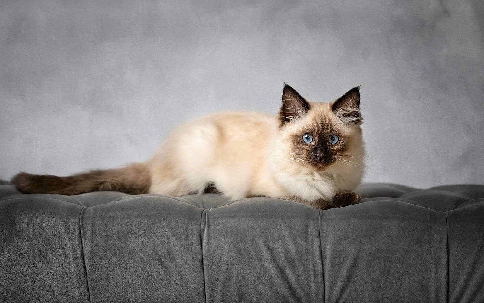 Coco is registered to the contest to win money with this photo: birman, carnivore, cat, comfort, fawn, felidae, fur, siamese, small_to_medium_sized_cats, snout, whiskers, wildlife
