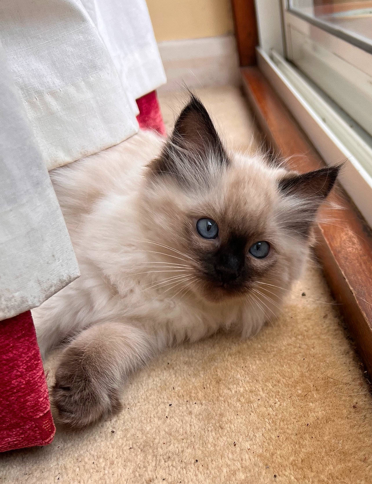 Coco joined the competition — help win amazing prizes! balinese, birman, carnivore, cat, claw, comfort, fawn, felidae, flooring, foot, fur, paw, siamese, small_to_medium_sized_cats, snout, tail, terrestrial_animal, thai, tonkinese, whiskers