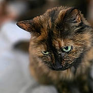 Kylie joined the competition — help win amazing prizes! animal, blanket, cat, close_up, cozy, cute, domestic, ears, feline, fur, green_eyes, indoor, mammal, pet, portrait, resting, shallow_depth_of_field, soft_light, tortoiseshell, whiskers