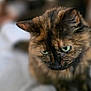 animal, blanket, cat, close_up, cozy, cute, domestic, ears, feline, fur, green_eyes, indoor, mammal, pet, portrait, resting, shallow_depth_of_field, soft_light, tortoiseshell, whiskers