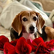 Emma is registered to the contest to win money with this photo: dog, beagle, pet, animal, flower, red_roses, indoor, bed, cute, portrait, close_up, ears, nose, whiskers, fur, looking, laying_down, cozy, domestic, adorable