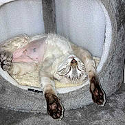 Lilly is registered to the contest to win money with this photo: animal, cat, cat_house, cozy, cute, cute_pet, domestic_cat, feline, fur, indoor, paws, pet, plush, relaxed, resting, sleeping, soft, stretching, tabby, whiskers