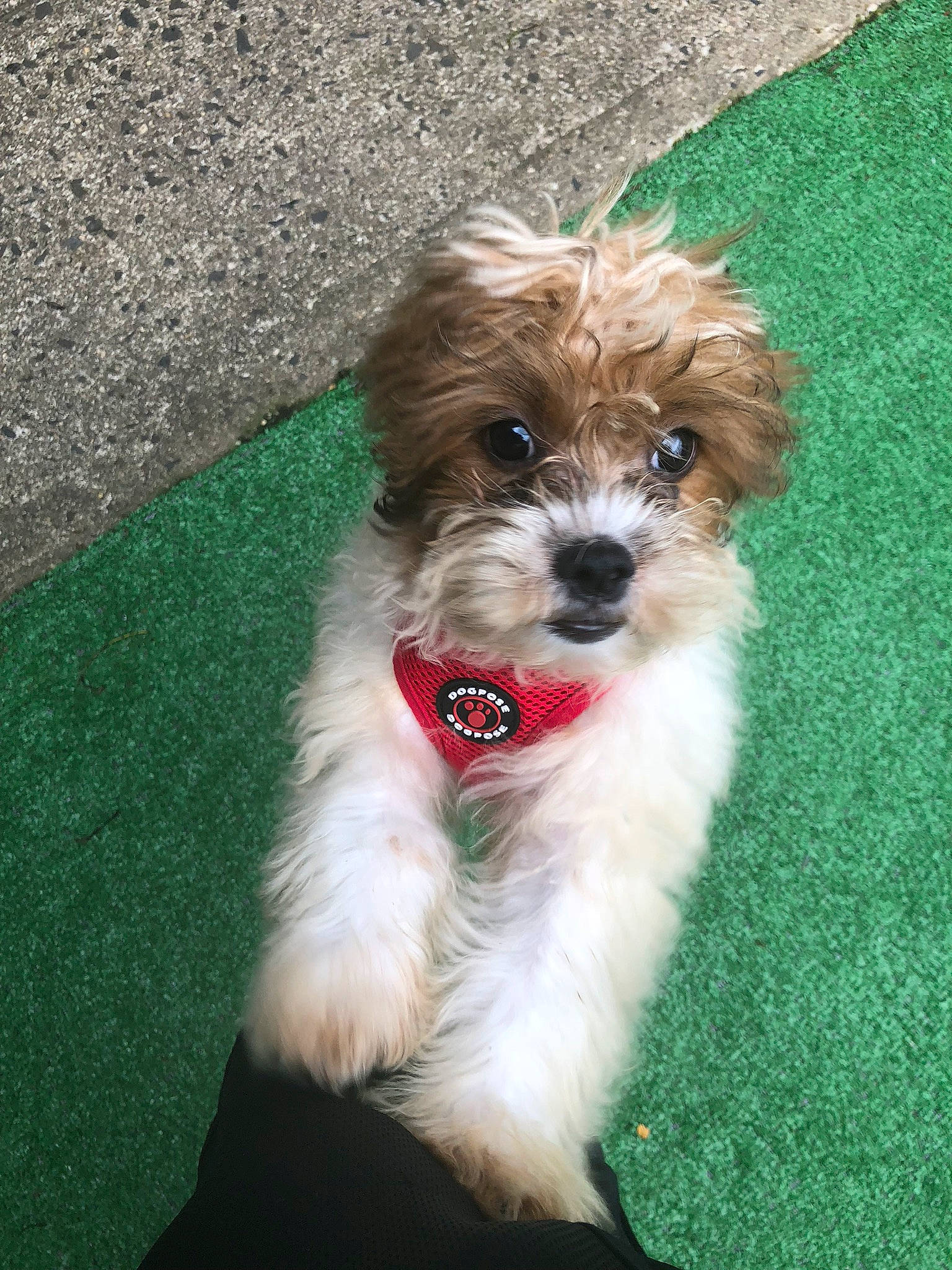 Teddy is registered to the contest to win money with this photo: canidae, carnivore, cavachon, cavapoo, chinese_imperial_dog, companion_dog, dog, dog_breed, havanese, kyi_leo, lhasa_apso, maltepoo, mammal, morkie, poodle_crossbreed, puppy, schnoodle, shih_poo, shih_tzu, vertebrate