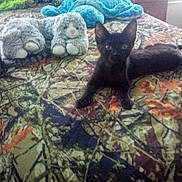 Spooky joined the competition — help win amazing prizes! animal, animal_toy, bedspread, black_cat, camouflage_pattern, closeup, curious, domestic_cat, feline, furniture, home, indoor, kitten, lying_down, pet, plush_toy, resting, soft_toy, stuffed_toy, toy_cat