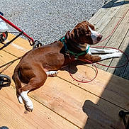 Beethoven is registered to the contest to win money with this photo: dog, brown_dog, white_paws, green_harness, leash, wooden_deck, gravel, outdoor, sunlight, shadow, pet, resting, canine, summer, relaxation, backyard, animal, leisure, daytime, closeup