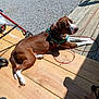 dog, brown_dog, white_paws, green_harness, leash, wooden_deck, gravel, outdoor, sunlight, shadow, pet, resting, canine, summer, relaxation, backyard, animal, leisure, daytime, closeup