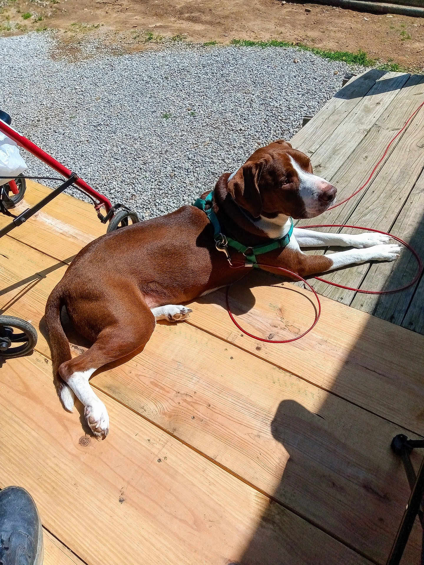 Beethoven is registered to the contest to win money with this photo: dog, brown_dog, white_paws, green_harness, leash, wooden_deck, gravel, outdoor, sunlight, shadow, pet, resting, canine, summer, relaxation, backyard, animal, leisure, daytime, closeup