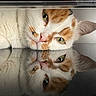 Ruby a rejoint le concours — aidez-le/la à gagner de superbes lots ! abyssinian, angora, animal, cat, computer, electronics, furniture, hardwood, indoors, kitten, laptop, manx, pc, person, pet, shelf, siamese, sleeping, snout, wood