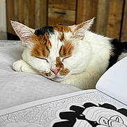 Ruby participe au concours pour gagner de l'argent avec cette photo : cat, calico_cat, sleeping, sleepy, pet, animal, furry, whiskers, ears, closed_eyes, pink_nose, white_fur, orange_fur, black_fur, bed, indoors, wooden_cabinet, coloring_book, relaxed, close_up