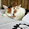 cat, calico_cat, sleeping, sleepy, pet, animal, furry, whiskers, ears, closed_eyes, pink_nose, white_fur, orange_fur, black_fur, bed, indoors, wooden_cabinet, coloring_book, relaxed, close_up