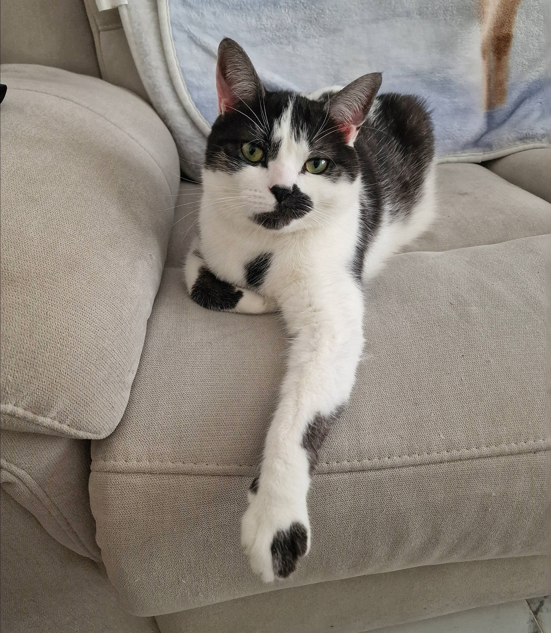 Beau is registered to the contest to win money with this photo: auto_part, carnivore, cat, claw, comfort, domestic_short_haired_cat, eye, felidae, foot, fur, grey, leg, paw, sitting, small_to_medium_sized_cats, snout, tail, whiskers, window