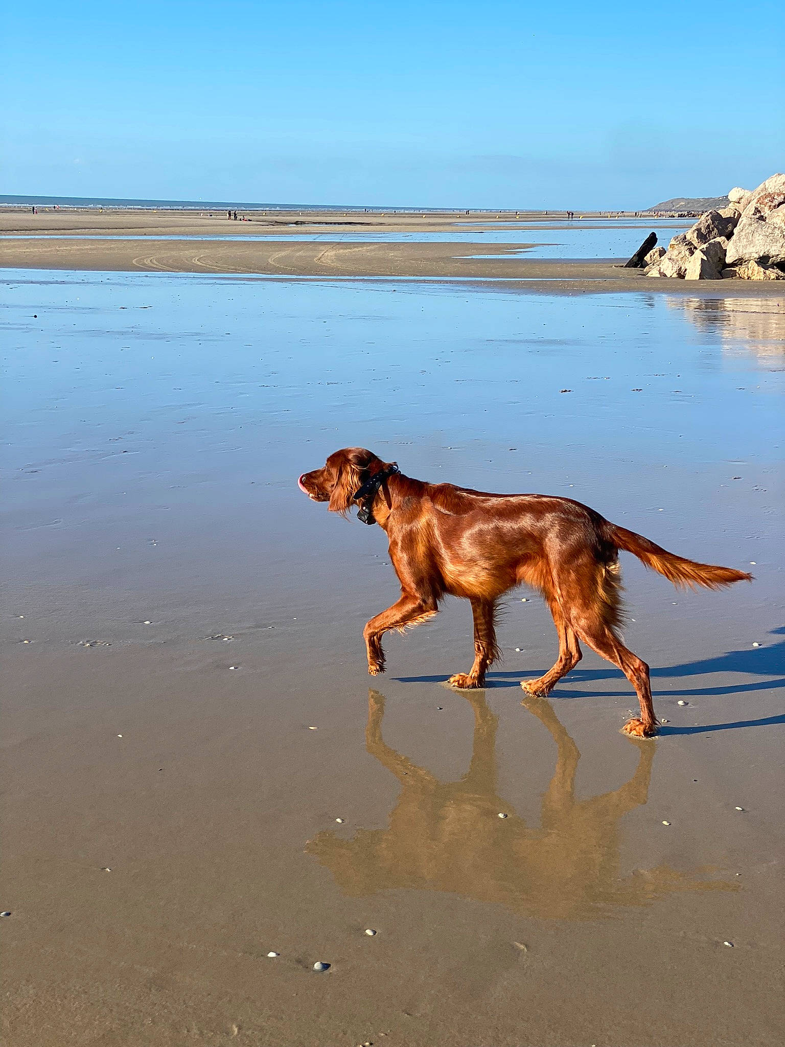 Sybelle a rejoint le concours — aidez-le/la à gagner de superbes lots ! beach, body_of_water, canidae, carnivore, coast, dog, dog_breed, fawn, fun, horizon, lake, landscape, ocean, sand, shore, sky, sporting_group, water, wave, working_animal