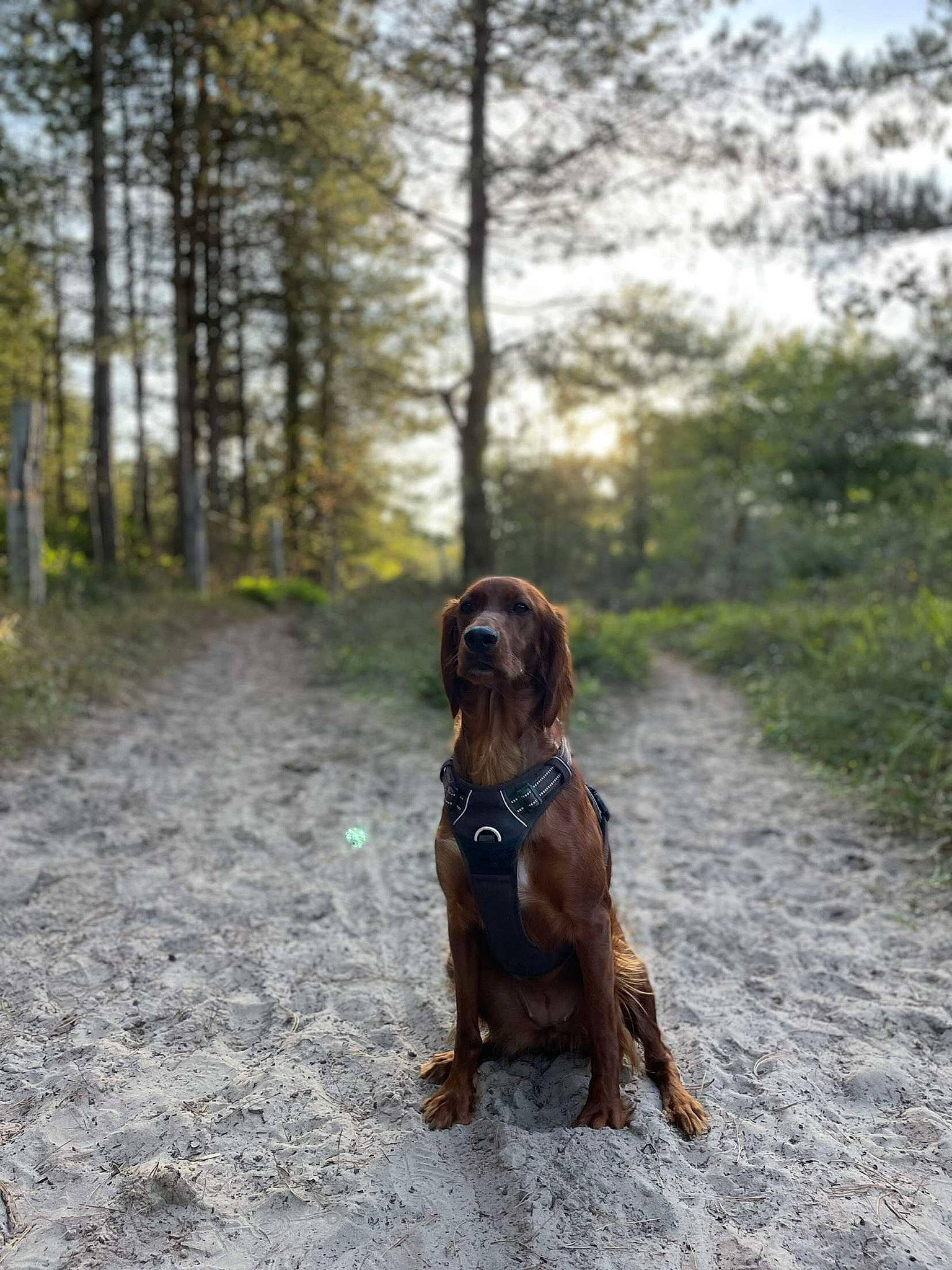 Sybelle a rejoint le concours — aidez-le/la à gagner de superbes lots ! canidae, carnivore, collar, companion_dog, dog, dog_breed, dog_collar, fawn, gun_dog, hound, leash, liver, plant, sky, snout, sporting_group, tail, tree, wood, working_animal