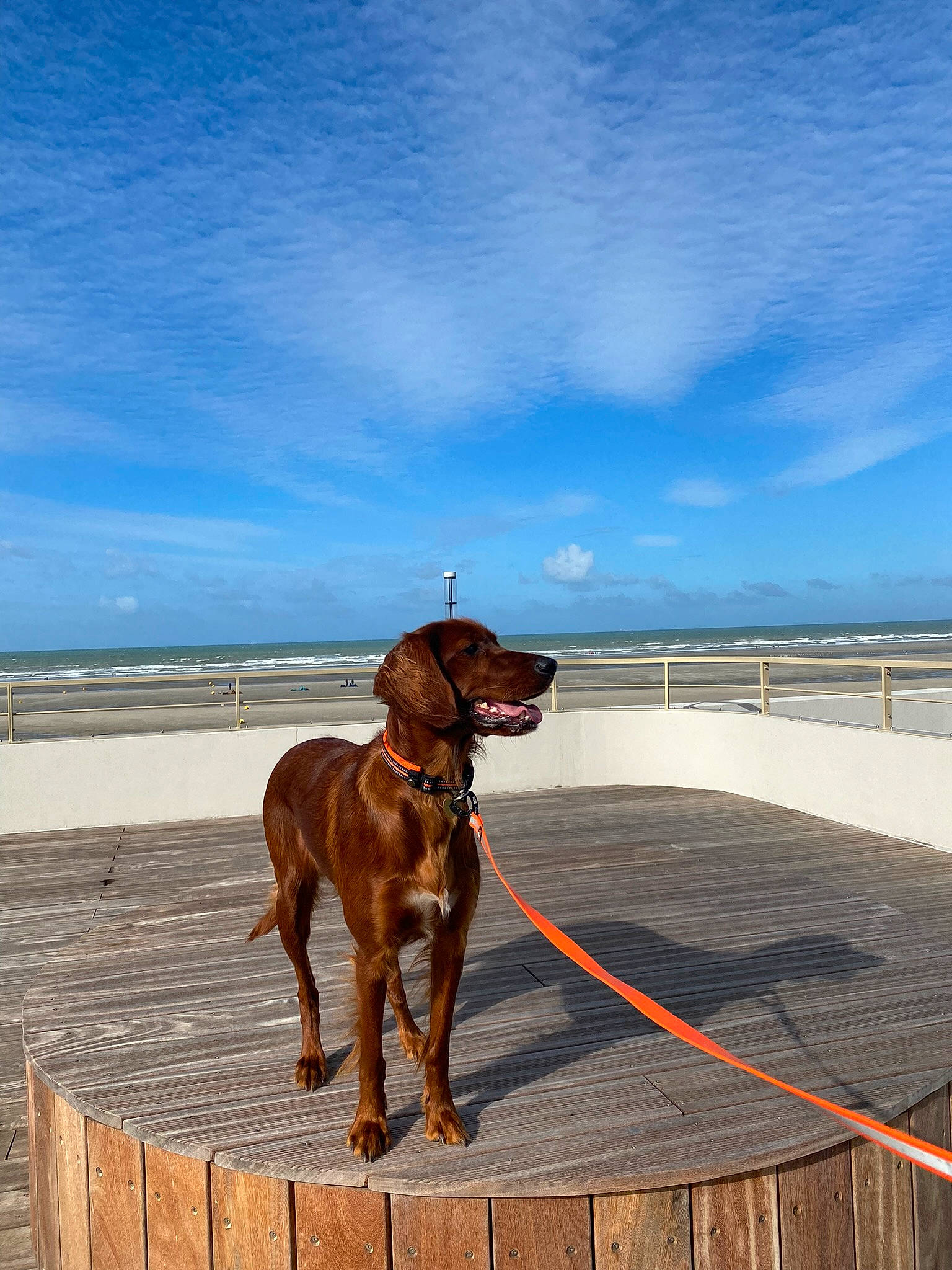 Sybelle participe au concours pour gagner de l'argent avec cette photo : beach, carnivore, cloud, collar, dog, dog_breed, dog_collar, dog_supply, fawn, horizon, landscape, leash, liver, pet_supply, sand, sky, sporting_group, water, wood, working_animal