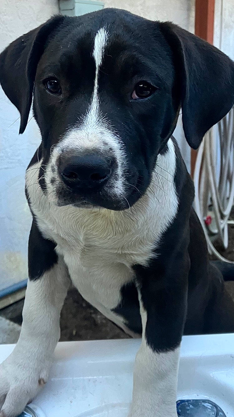 Buster is registered to the contest to win money with this photo: borador, canidae, carnivore, collar, companion_dog, dog, dog_breed, dog_collar, hunting_dog, non_sporting_group, snout, sporting_group, whiskers, white, working_animal