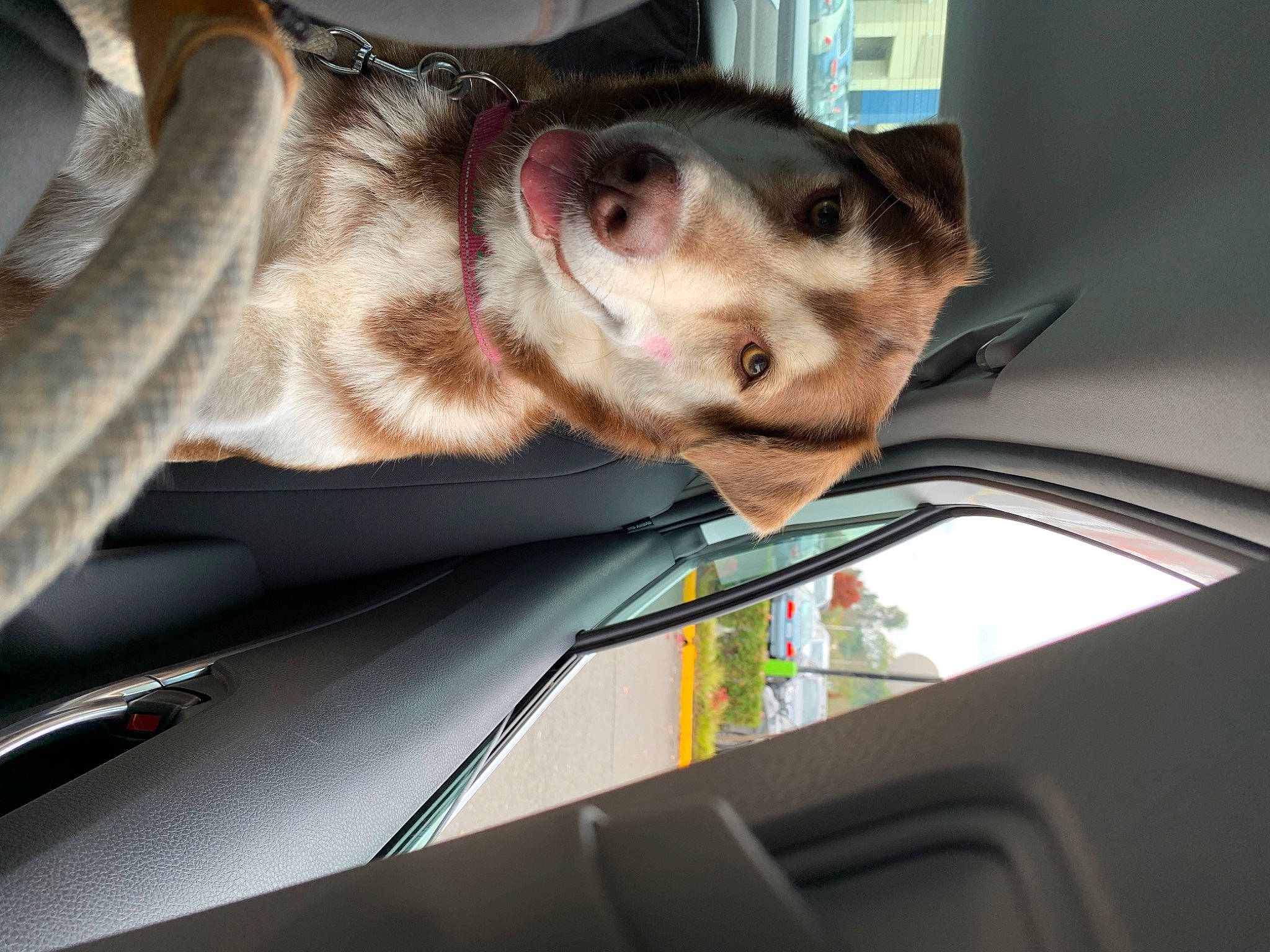 Milo is registered to the contest to win money with this photo: auto_part, canidae, car_seat, carnivore, cat, dog, ear, fur, snout, sporting_group, whiskers