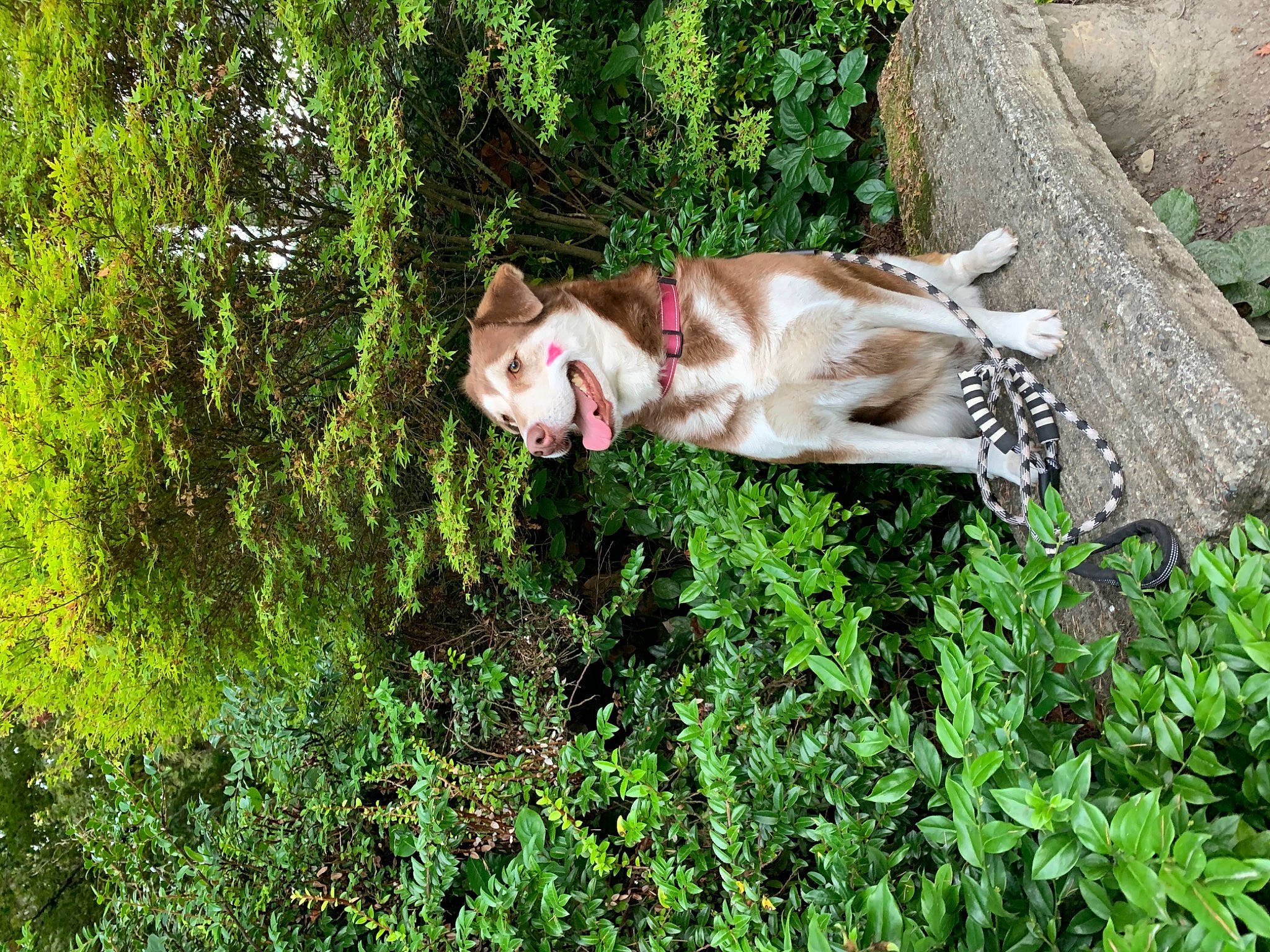 Milo joined the competition — help win amazing prizes! canidae, carnivore, dog, fawn, grass, hunting_dog, plant, shrub, sporting_group