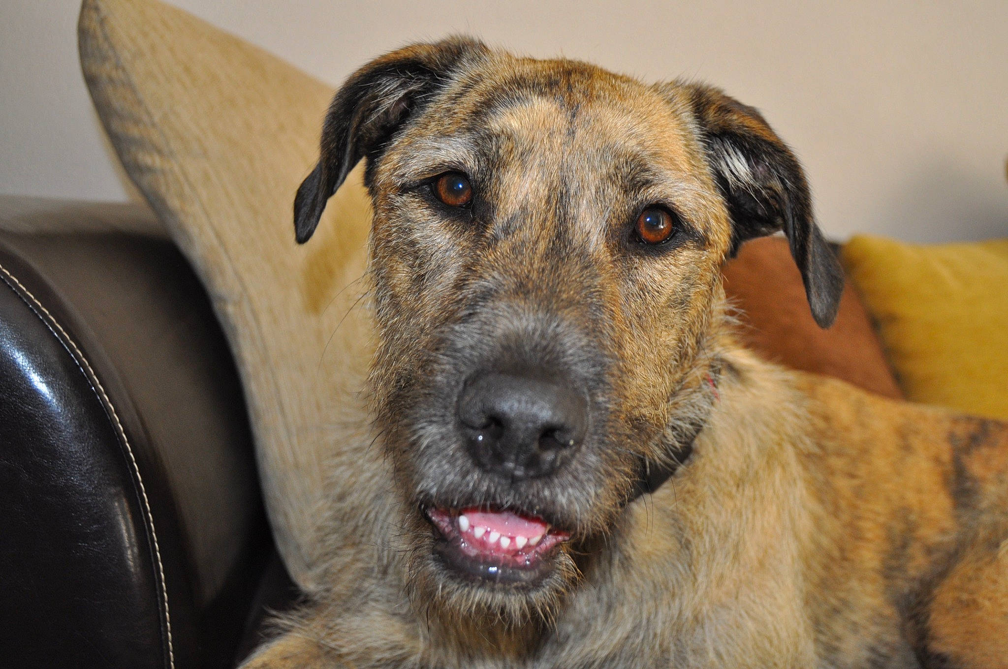 Samoura participe au concours pour gagner de l'argent avec cette photo : ancient_dog_breeds, canidae, carnivore, companion_dog, dog, dog_breed, eye, fawn, fur, guard_dog, snout, sporting_group, terrestrial_animal, whiskers, working_animal, working_dog