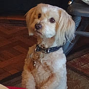 Joey is registered to the contest to win money with this photo: dog, indoor, collar, pet, fur, light_colored, floor, wooden_floor, curious, sitting, furniture, chair, tag, domestic_animal, animal, companion, cute, household, portrait, canine
