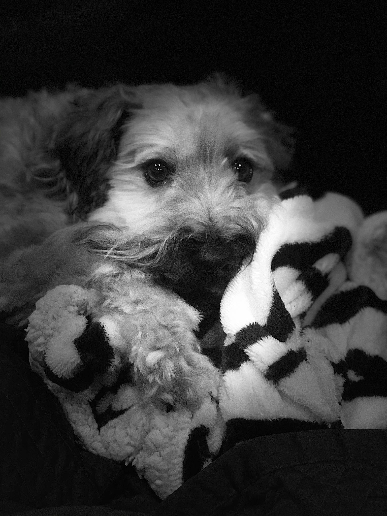 Hagrid joined the competition — help win amazing prizes! black, black_and_white, canidae, carnivore, cavachon, cavapoo, cockapoo, companion_dog, dog, dog_breed, havanese, maltepoo, mammal, monochrome, monochrome_photography, morkie, puppy, schnoodle, snout, sporting_lucas_terrier