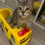 Posey joined the competition — help win amazing prizes! kitten, cat, toy_bus, yellow, indoor, floor, reflection, eyes, cute, pet, animal, playful, small, feline, curious, plastic, childrens_toy, soft_focus, domestic_cat, young_cat