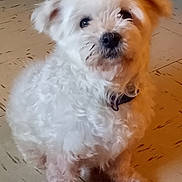 Lol is registered to the contest to win money with this photo: dog, white_dog, fluffy, pet, indoor, floor, tile_floor, curious, sitting, fur, canine, animal, companion, cute, looking_up, domestic_animal, small_dog, indoors, mammal, friendly