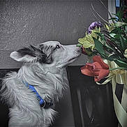 Taz joined the competition — help win amazing prizes! dog, animal, pet, fluffy, long_hair, white_fur, black_fur, blue_harness, sniffing, flowers, bouquet, floral_arrangement, indoor, wall, chair, plant, leaves, ribbon, portrait, curious