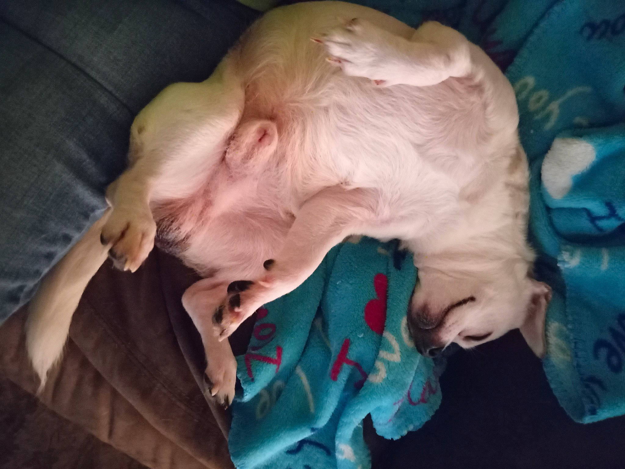 Tux Lovings is registered to the contest to win money with this photo: canidae, chest, ear, eyelash, felidae, fictional_character, flesh, fun, fur, gesture, happy, jaw, mouth, nail, small_to_medium_sized_cats, snout, sporting_group, tooth, whiskers, wrinkle