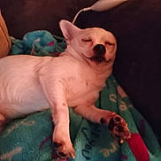 Tux Lovings is registered to the contest to win money with this photo: animal, blanket, companion, couch, cozy, cute, dog, domestic_animal, ears, fur, indoor, napping, paw, pet, relaxed, resting, sleeping, small_dog, snout, white_dog