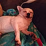 animal, blanket, companion, couch, cozy, cute, dog, domestic_animal, ears, fur, indoor, napping, paw, pet, relaxed, resting, sleeping, small_dog, snout, white_dog